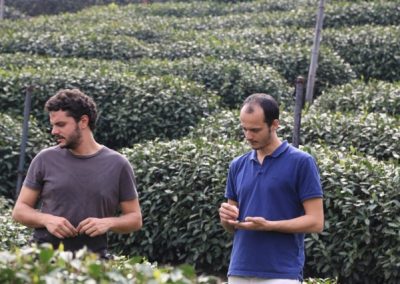 Caio e João, fundadores da Chá Yê!, observando a colheita de chás brancos em Fuding, Fujian
