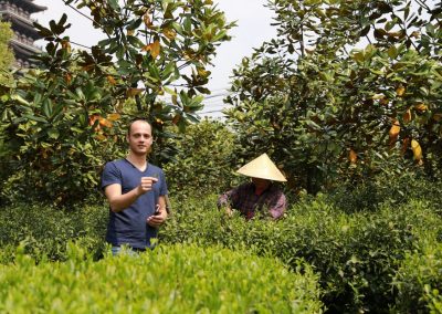 João, fundador da Chá Yê!, na colheita do chá verde Bambu Roxo em Zhejiang