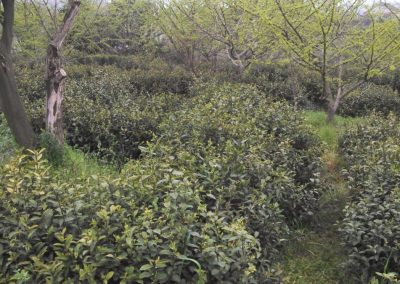 Arbustos de chá em Tai Ping, Anhui
