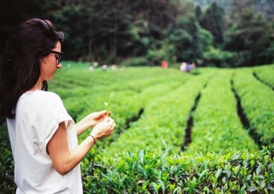 Jardim de chás em Wuyi Shan