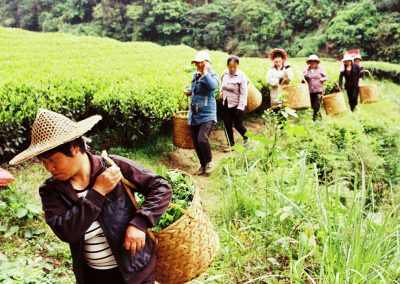 Colheita de chás oolongs rochosos em Wuyi Shan